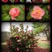 Camellias in full bloom by homeschoolmom