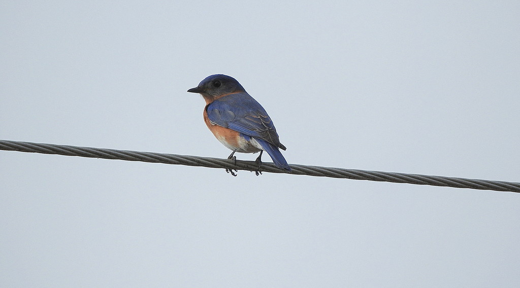 Bluebird on a wire by homeschoolmom