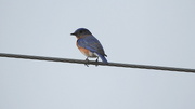20th Feb 2017 - Bluebird on a wire