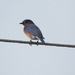 Bluebird on a wire by homeschoolmom