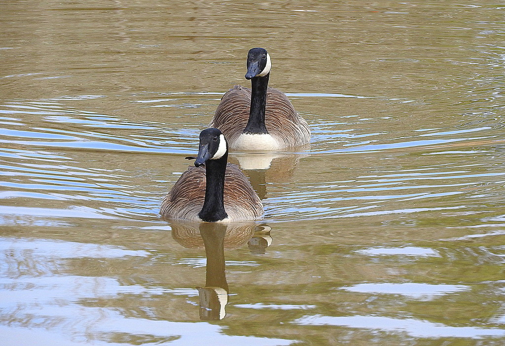 Two geese in a row by homeschoolmom