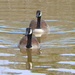 Two geese in a row by homeschoolmom