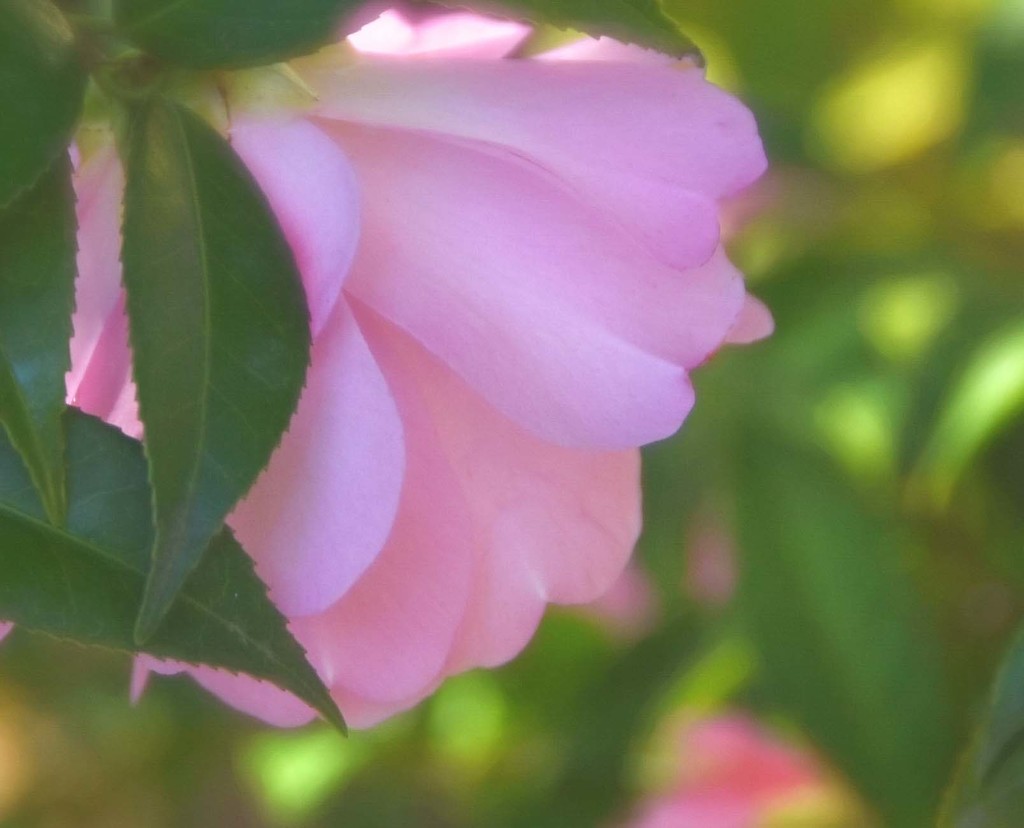 Camellia by joysfocus