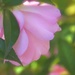 Camellia by joysfocus