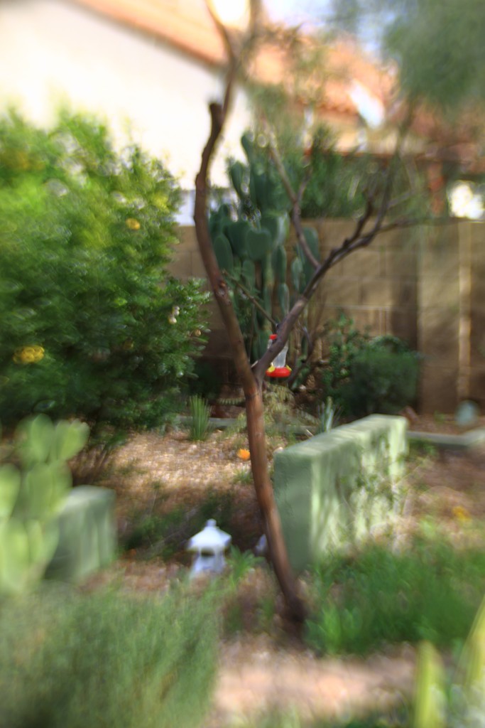 just my humble little yard in complete blurness by blueberry1222