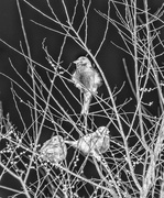 24th Feb 2017 - sparrows