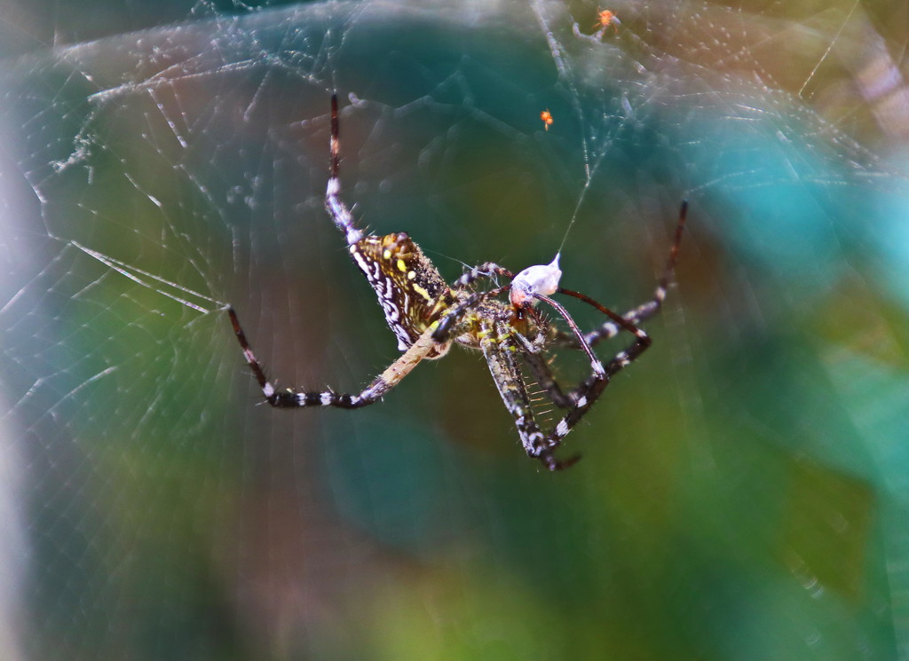 Tent Spider by terryliv