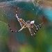 Tent Spider by terryliv