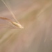 Grass seed... by ziggy77