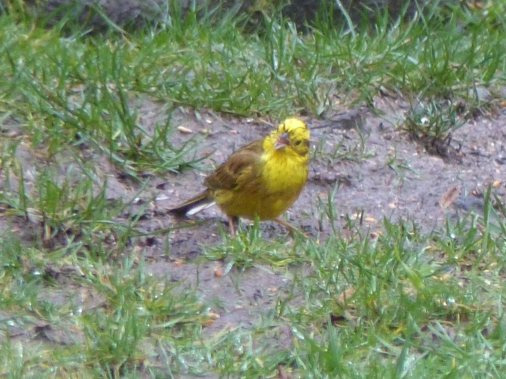 A Rather Wet Bedraggled Yellowhammer  by susiemc