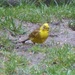 A Rather Wet Bedraggled Yellowhammer  by susiemc