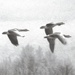 geese and greys by helenhall