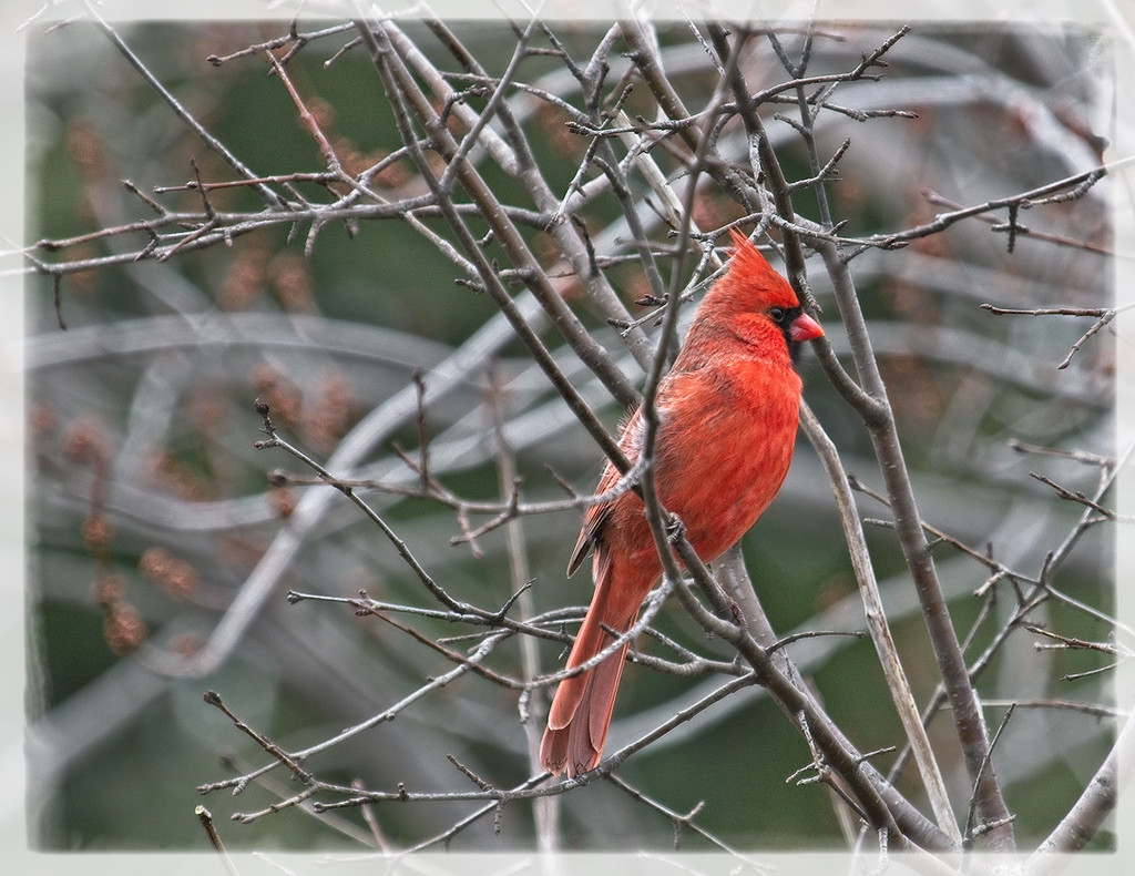 Cardinal Male by gardencat
