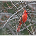 Cardinal Male by gardencat