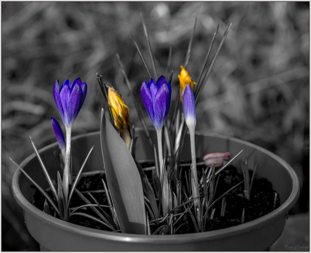 S/C Crocus by pcoulson