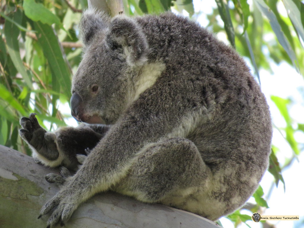 just kickin back by koalagardens