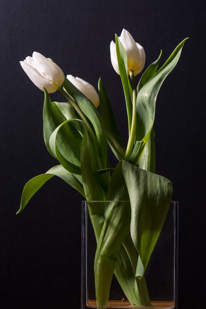 White tulips by rumpelstiltskin
