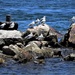 Seagull Rocks ~ by happysnaps