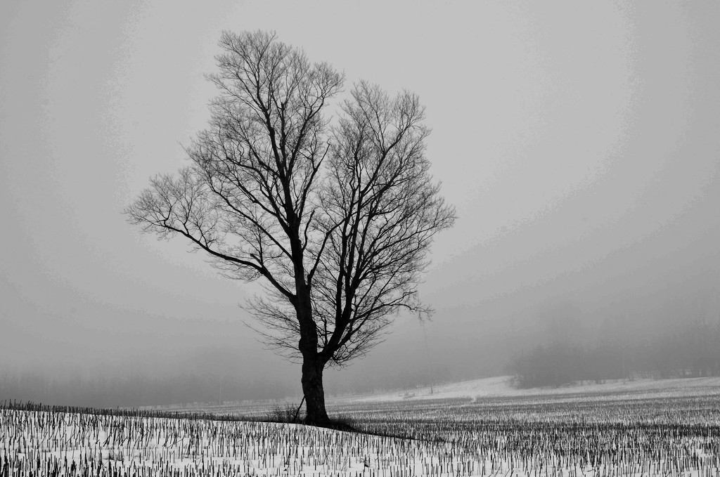 Lone Tree by farmreporter
