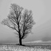 Lone Tree by farmreporter