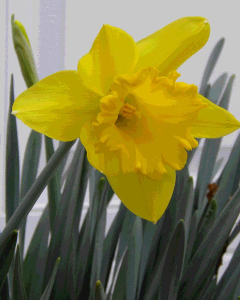 Daffodil by daisymiller