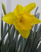 25th Feb 2017 - Daffodil