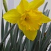 Daffodil by daisymiller