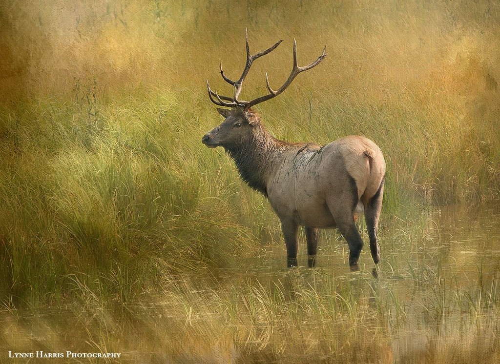 Yellowstone Elk by lynne5477