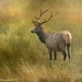 Yellowstone Elk by lynne5477