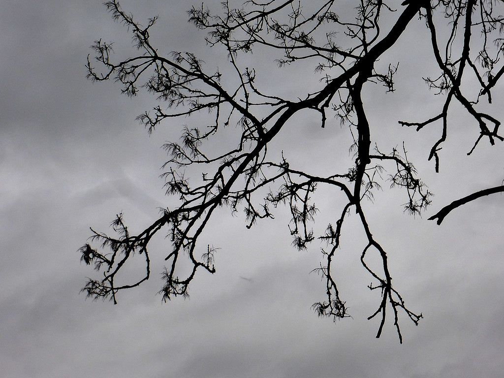 A branch of an Ash tree. by snowy