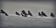 26th Feb 2017 - Oyster Catchers