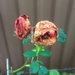 Roses by kjarn