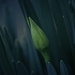 Daffodil Bud in February by skipt07