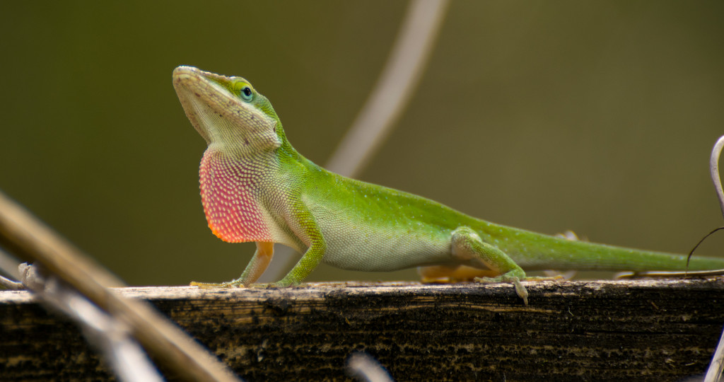 Green Anole Showing Off it's Dewlap! by rickster549