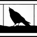 Crow Crow Crow by mcsiegle
