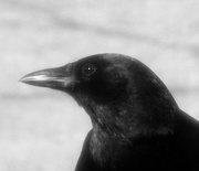 24th Feb 2017 - crow