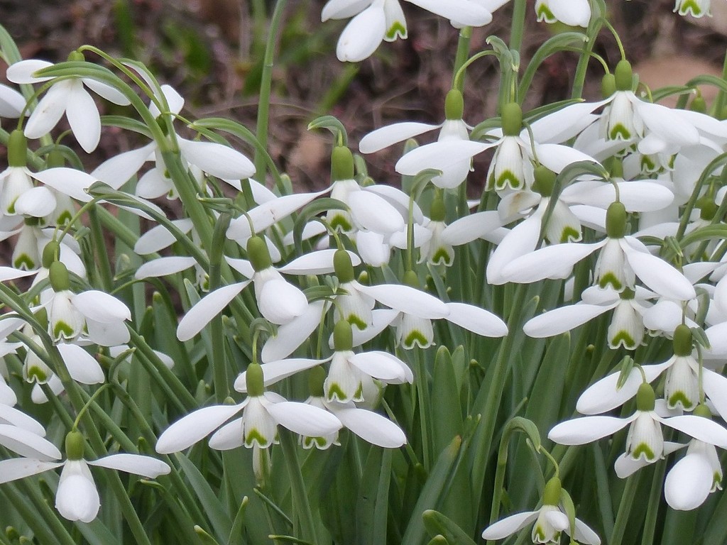 More Snowdrops by foxes37