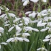 More Snowdrops by foxes37