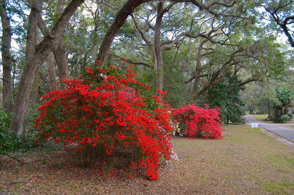 Brilliant azaleas and live oak at Charles Towne Landing, Charleston, SC by congaree