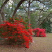 Brilliant azaleas and live oak at Charles Towne Landing, Charleston, SC by congaree