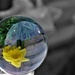 Flash of Yellow (for a change) in a Ball by 30pics4jackiesdiamond