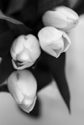 26th Feb 2017 - White tulips #2
