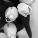 White tulips #2 by rumpelstiltskin