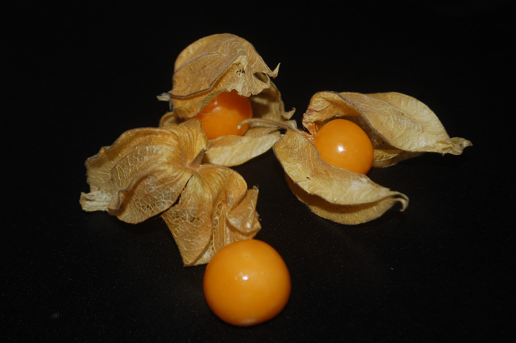 Physalis and friends by fbailey