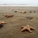 DSCN5512sea stars on the beach by marijbar