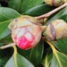 Camellia by jmdspeedy