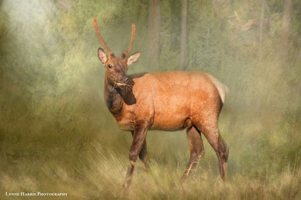 Young Elk by lynne5477