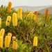 Banksia by gosia