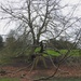 A fine old beech tree by roachling