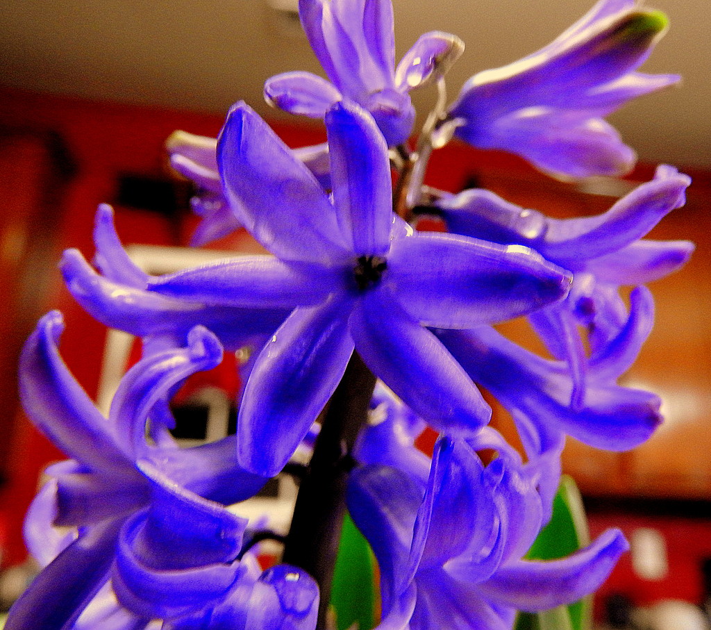Purple hyacinth by homeschoolmom